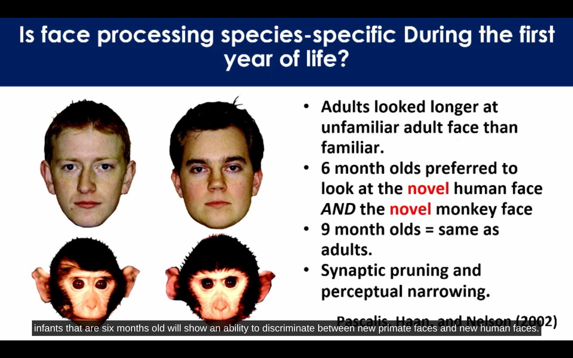 <p>Infants at 6 months old have the ability to <em>discriminate</em> between new, similar looking primate faces AND human faces. Adults are not telling the difference between the primate faces as much</p>