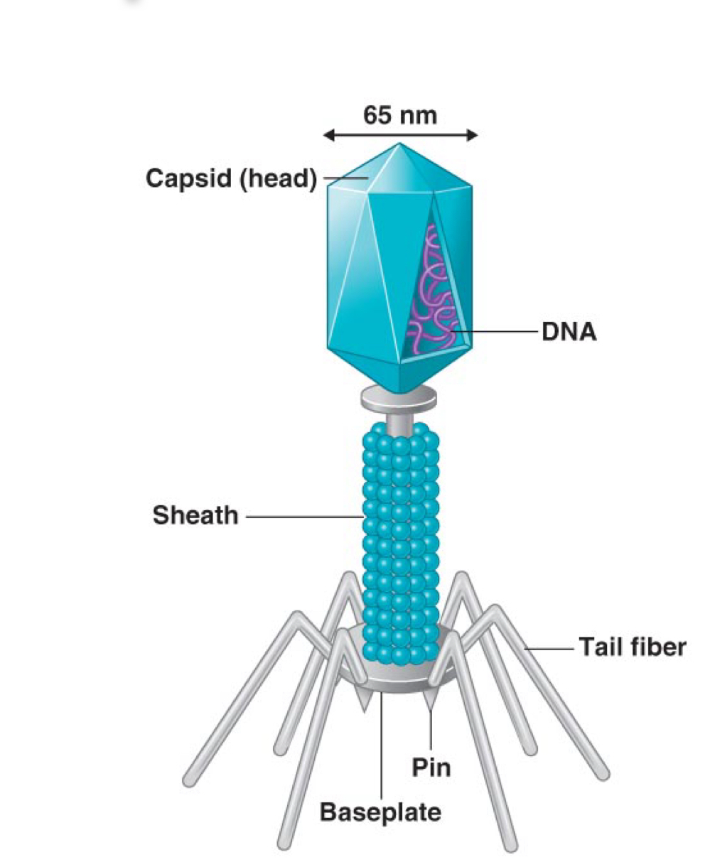 <p>Name the shape of this virus</p>