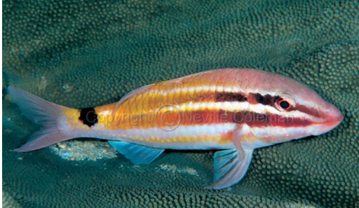 <p>FISHES (Class Actinopterygii) BLACK SPOTTED GOATFISH</p>