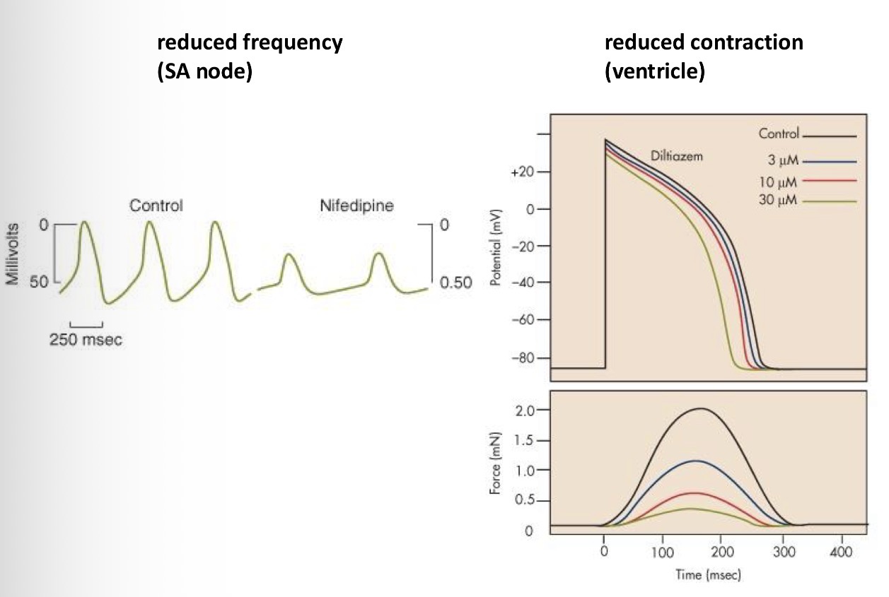 <p>Nifedipine - can inhibit the AP, the frequency, the plateau level, the calcium influx = can inhibit contractions - reduces force created by the heart = reduces the blood pressure</p>