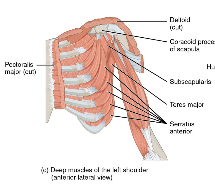 <p>Serratus anterior muscle (19)</p>