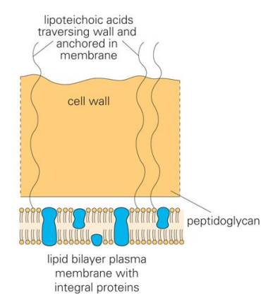 <p>Microorganism that has:</p><ul><li><p><strong>thick peptidoglycan cell wall layer</strong></p></li><li><p><strong>No outer membrane</strong></p></li><li><p><strong>Techoic acids </strong>(in cell wall; helps transport nutrients)</p></li></ul><p></p>