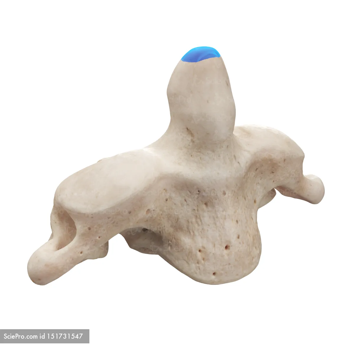 <p>allows head rotations</p>