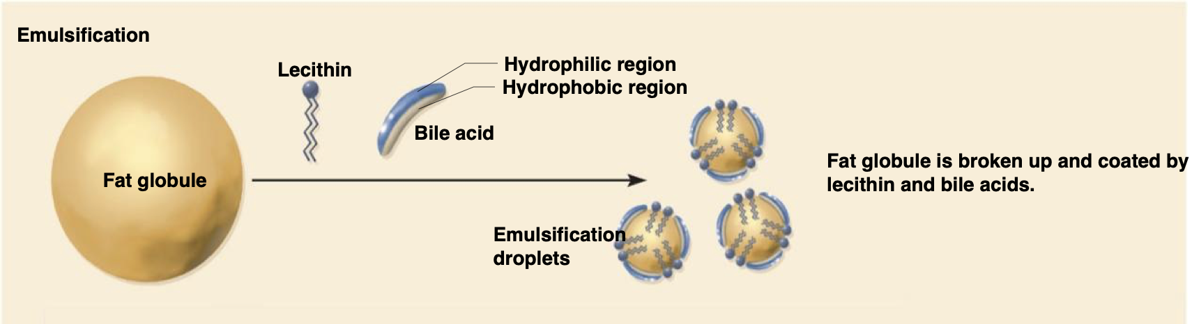 <p><strong>digestion & absorption: lipids</strong></p><p>-mechanical digestion:</p><p>→ </p><p>→</p><p>-chemical digestion:</p><p>→</p><p>→ </p><p>→</p><p>-micelles:</p><p>-absorbed lipids __</p>