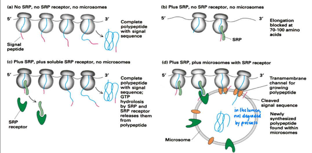 <p>By using purified components </p><ul><li><p>A = (-) SRP, (-) SRP receptor, (-) microsomes</p><ul><li><p>= Complete polypeptide w/ signal sequence </p></li></ul></li><li><p>B = (+) SRP, (-) SRP receptor, (-) microsomes </p><ul><li><p>= Polypeptide elongation paused @ 70-100 AA</p></li></ul></li><li><p>C = (+) SRP, (+) SRP receptor, (-) microsomes</p><ul><li><p>= Complete polypeptide + signal sequence + SRP &amp; SRP receptor released from polypeptide (GTP hydrolysis)</p></li></ul></li><li><p>D = (+) SRP, (+) SRP receptor, (+) microsomes</p><ul><li><p>= Polypeptide synthesized in microsome through transmembrane channel + signal sequence = cleaved + found in microsomes </p></li></ul></li></ul><p></p>