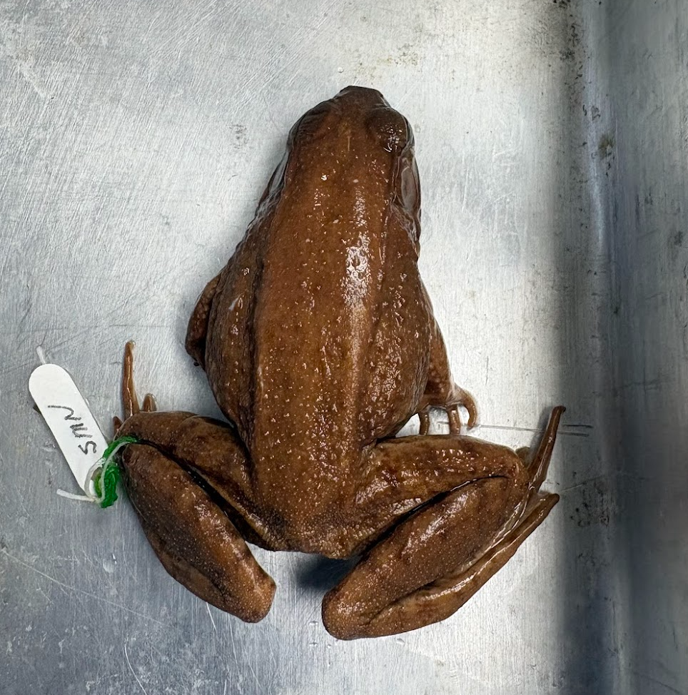 <p>lithobates clamitans</p>