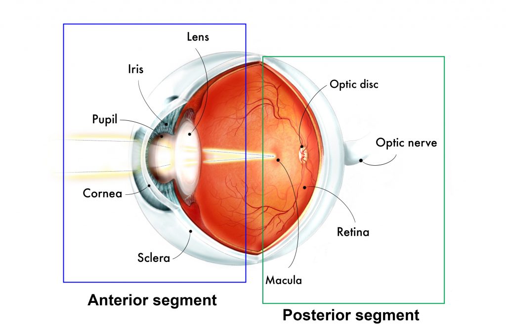 <p>Posterior segment</p>
