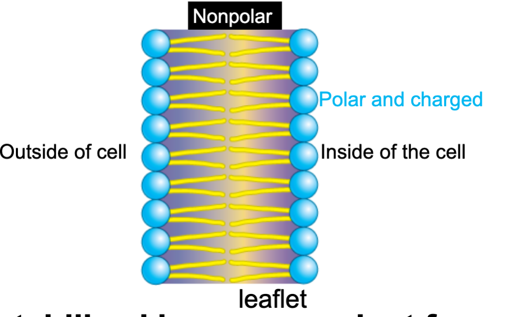 <p>Hydrophobic fatty acids on the inside and the charged polar heads on the outside. Stabilized by non covalent forces</p>