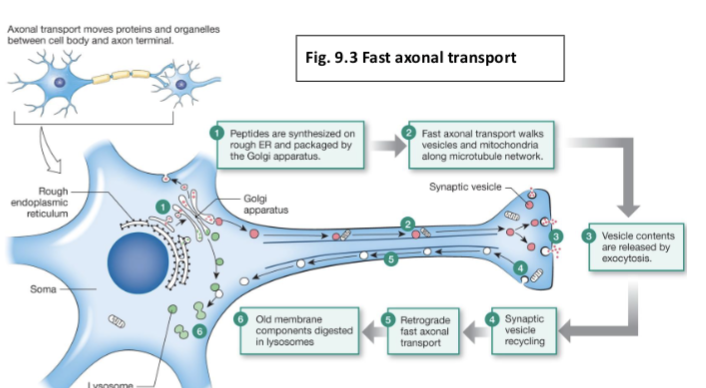 <p><span>Proteins & Organelles are Moved via </span><span style="color: blue;"><strong>Axonal Transport</strong></span></p>
