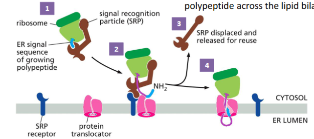 <ul><li><p>transport between components (the ER, Golgi, and lysosomes) and secretion out of the cell</p></li><li><p>ER is a network of interconnected internal membranes.</p></li><li><p>ER consists of closed, flattened membrane sacs called cisternae</p></li><li><p>Rough ER - has bound ribosomes and produces cell membrane and secretory proteins.</p></li><li><p>Smooth ER - lacks ribosomes; it synthesizes lipid and steroids. Import of proteins to ER is co-translational translocation (translation and translocation occurs simultaneously)</p></li><li><p>The ER signal sequence is a short sequence at the N-terminus that contain a stretch of hydrophobic amino acid residues.</p></li><li><p>The signal sequence is cleaved while the protein is still growing on the ribosome.</p></li><li><p>After translation is completed, the proteins are modified (such as glycosylation) and delivered to different locations.</p></li><li><p>The signal recognition particle (SRP) binds to the ER signal and the ribosome. This slows translation.</p></li><li><p>The SRP-ribosome complex binds to the SRP receptor in the ER membrane.</p></li><li><p>The SRP is released, and the ribosome passes from the SRP receptor to a protein translocator in the ER membrane.</p></li><li><p>Protein synthesis resumes, and the translocator starts to transfer the growing polypeptide across the lipid bilayer.</p></li><li><p>The signal sequence is removed by a signal peptidase – an integral membrane protein that cleaves the signal peptide. The protein is released to the ER lumen.</p></li></ul><p></p>