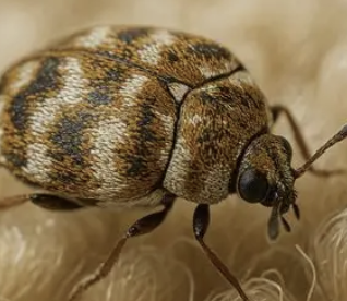 <p>what insect is this </p>