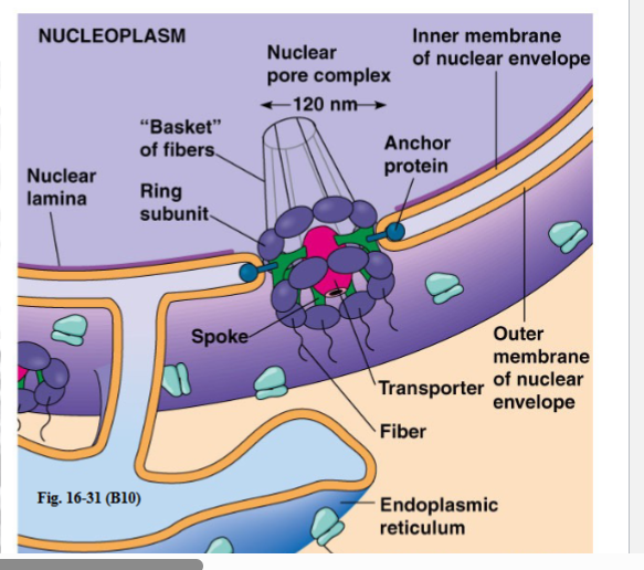 <p><span style="background-color: transparent;"><strong>The Nuclear Pore Complex (NPC)</strong></span></p>