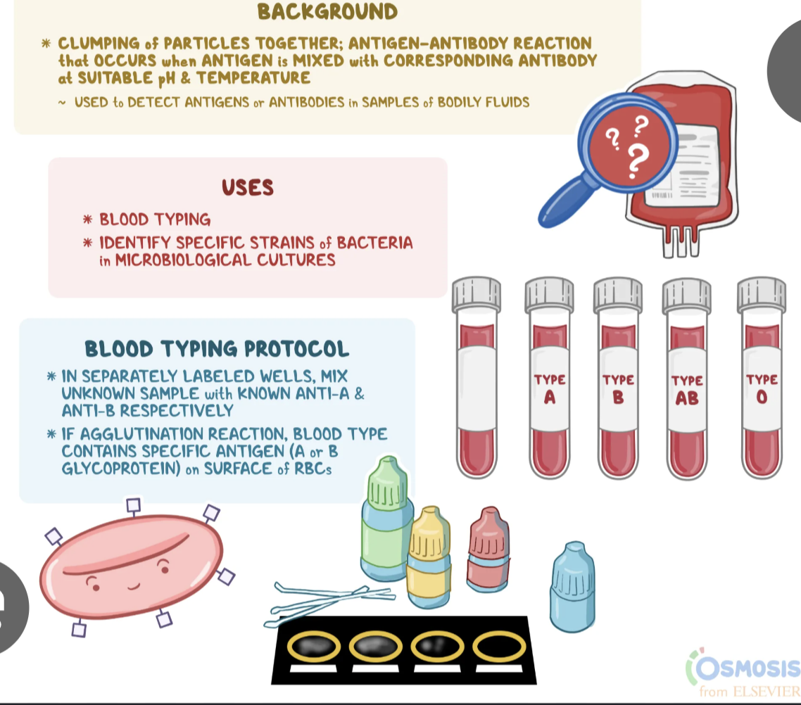 <ul><li><p>has diff sites that will evoke an immune response</p></li></ul><ul><li><p>immune response results in the production of <em>antibodies </em>that bind to antigen specifically</p></li><li><p>sites on antigen is called an <em>epitope</em></p></li><li><p>specific interaction btwn antibodies and antigens can be used in many ways in the design of diagnostic tests. major types of immune-based diagnostic tests th<em>at are used are agglutination tests and ELISA tests</em></p><ul><li><p>when antigen and antibodies are mixed, each antibody can bind two antigens = antibody-antigen complex, immune complex, or the clumps that can be seen = agglutination</p></li></ul></li></ul><p></p>