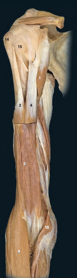 <p>What is 4?</p>
