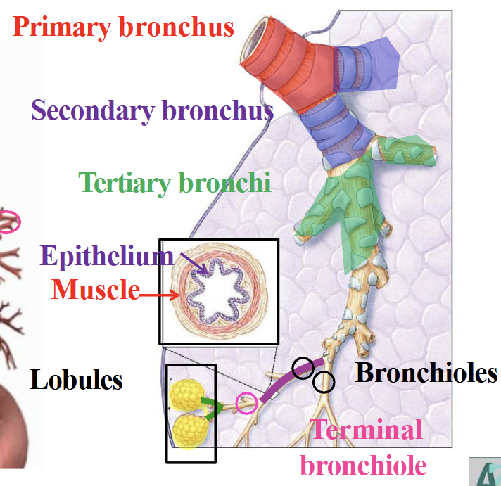 <p>Bronchi - continues to bifurcate from primary to secondary and then to tertiary bronchi</p><p>Bronchioles - From tertiary it turns into bronchioles (smaller branches of bronchi), then terminal, respiratory and finally alveolar ducts.</p><p></p><p>Function</p><ul><li><p>Conduct air throughout lungs</p></li></ul><p></p>