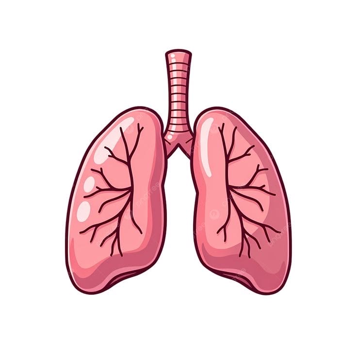 <p>the lung</p>