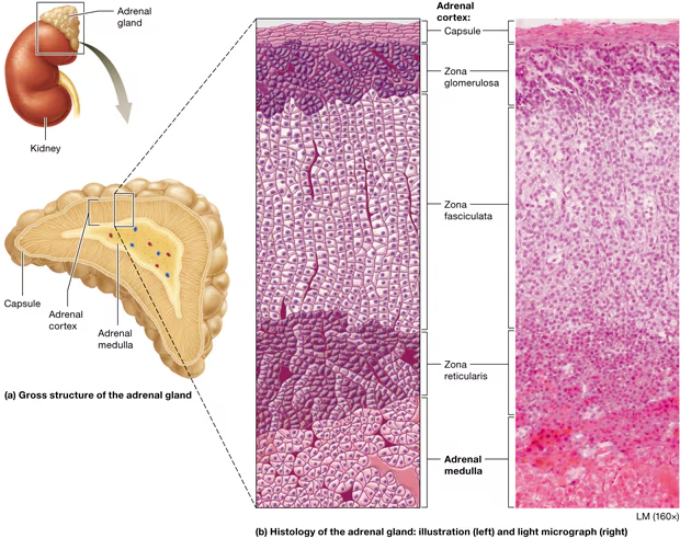<p>Identify zones of adrenal cortex </p>