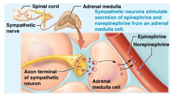 <ul><li><p>Inner section of an endocrine gland </p></li><li><p>Made up of chromaffin cells </p></li><li><p>Secretes epinephrine & norepinephrine </p></li></ul><p></p>