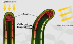 <p>plant growth towards a stimulus</p>