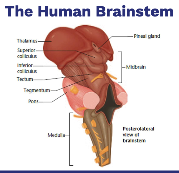 <p>• Consists of the:</p><p>− Medulla</p><p>− Pons</p><p>− Cerebellum</p><p>• Located at the posterior portion of the brain</p><p>• Hindbrain structures, the midbrain, and other central structures of the brain combine and make up the brain stem</p><p>• The medulla</p><p>− Located just above the spinal cord; like an enlarged extension of the spinal cord</p><p>− Responsible for vital reflexes such as breathing, heart rate, vomiting, salivation, coughing, and sneezing</p><p>• The cranial nerves</p><p>− Allow the medulla to control sensations from the head, muscle movements in the head, and many parasympathetic output</p>