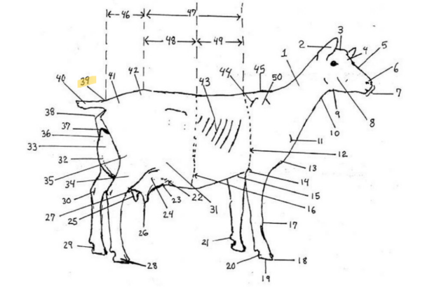 knowt flashcard image