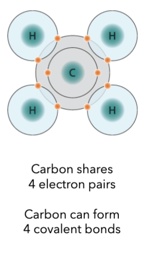 <ul><li><p>Shares 4 electron pairs </p></li><li><p>Can form 4 covalent bonds</p></li></ul><p></p>