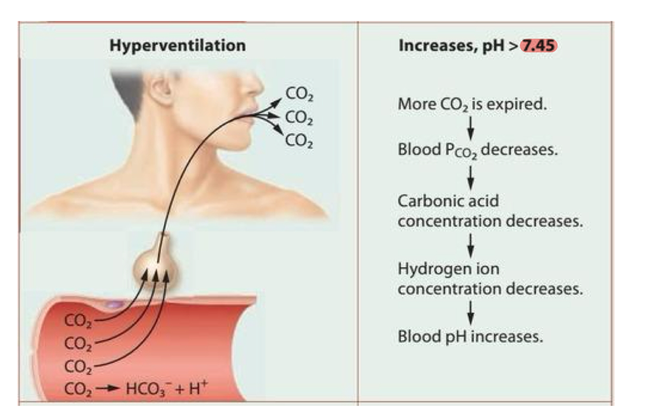 <p>hyperventilation → kicks off lots of CO2 → blood pH goes up (alkalosis)</p><ul><li><p>high CO2 in blood, low blood pH, acidosis </p></li><li><p>hyperventilation → alkalosis </p></li></ul><p></p>