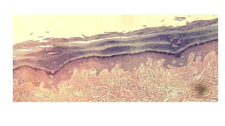 <p>Identify the epithelial tissue.</p>