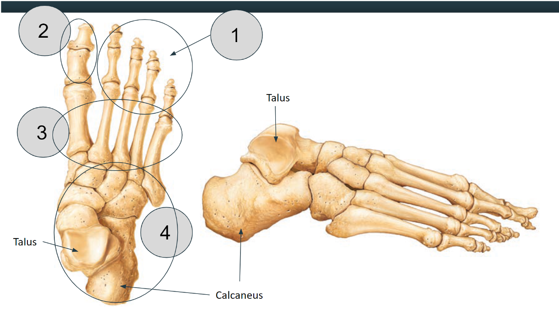<p>Name these bones</p>