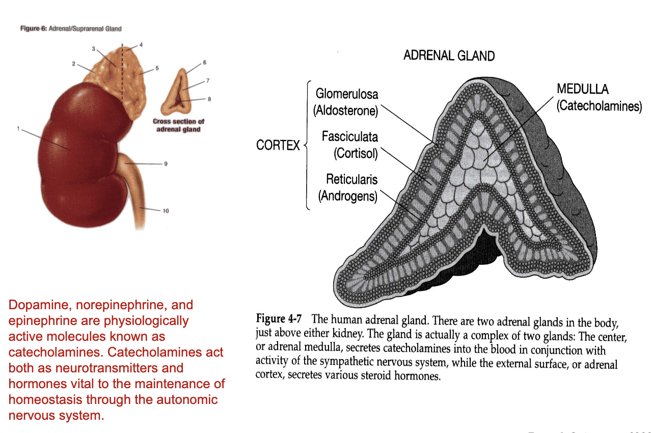 <p><strong><u>Adrenal Medulla (inner region)</u></strong></p><ul><li><p>Produces catecholamines:</p><ul><li><p>Dopamine</p></li><li><p>Norepinephrine (noradrenaline)</p></li><li><p>Epinephrine (adrenaline)</p></li></ul></li></ul><p>Catecholamines can function as:</p><ul><li><p><strong>Neurotransmitters</strong> when released locally in the brain/synapse</p></li><li><p><strong>Hormones</strong> when released from adrenal gland and travel through bloodstream to distant organs (e.g., heart)</p></li></ul><p></p>