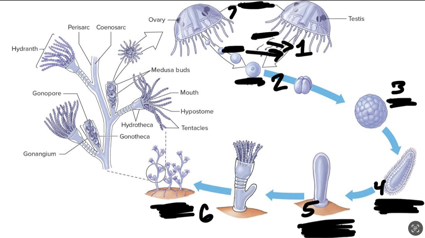 <p>What is the kingdom, phylum, class, and genus of this</p>