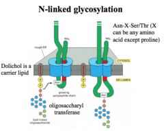 <p>1.) Protein enters the Sec61 complex and needs folded.</p><p>2.) Precursor oligosaccharide attached to the protein.</p><p>3.) Immediately two glucose molecules are trimmed- leaving one molecule</p><p>4.) The last glucose in the chain attaches and powers the calnexin protein</p><p>5.) The protein drops the N-linked oligosaccharide if folded properly.</p>