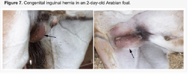 <p>Hernias:C.S</p>