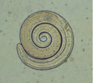 <p>What organism is this?</p>