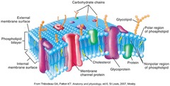 <p>It acts as a phospholipid bilayer with embedded proteins.</p>
