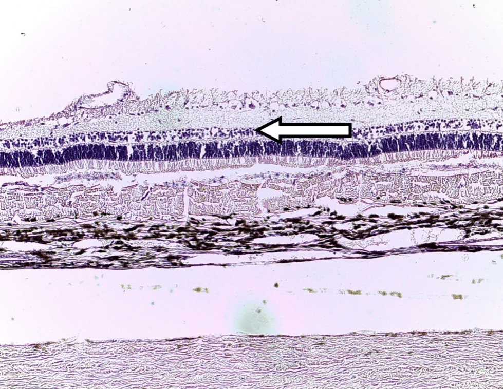 <p><span>Identify the SPECIFIC layer of cells.</span></p>