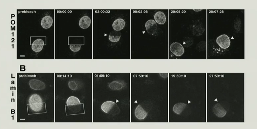 <p>Below is a FRAP experiment. Which of the following is the best conclusion from this data?</p><p>a. both POM121 and lamin are equally destroyed by the laser.</p><p>b. It takes about 20 minutes to translate more POM121, but a longer time to translate more lamin</p><p>c. Lamin is more mobile in the membrane than POM121 is.</p><p>d. Lamin is less dynamic than POM121. Lamin doesn’t move in the membrane.</p><p>e. It would have been better to do this experiment using S35 pulse chase and differential centrifugation.</p>