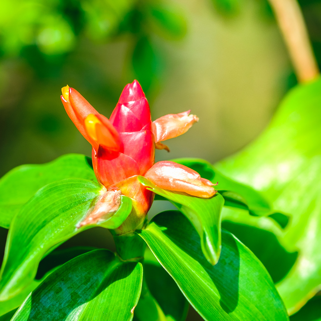 <p><strong>Common Name</strong>: <span style="background-color: transparent; font-family: "Helvetica Neue", sans-serif;">Insulin	Plant, fiery costus</span></p><p><strong>Parts Used</strong>: Leaves</p><p><strong>Use/s</strong>: Antidiabetic, antioxidant, anti-inflammatory; stimulant, carminative, diuretic, digestive aid</p><p><strong>Major Metabolites</strong>: Terpenoids, steroids, flavonoids</p>