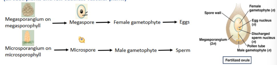 <p>-all seed plants and few seedless vascular plants)</p><p>-megasporangium on megasporophyll → megaspore → female gametophyte →eggs</p><p>-microsporangium on microsporophyll → microspore → male gametophyte → sperm</p>