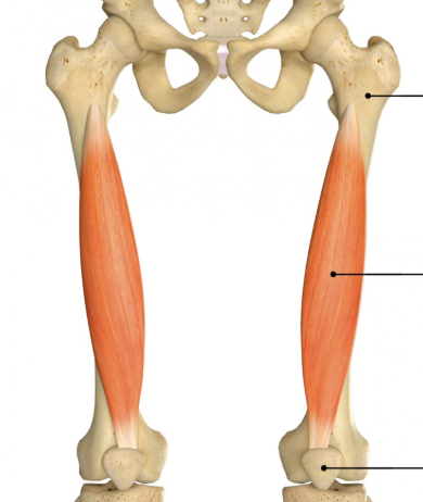 <p>Extends knee.</p>