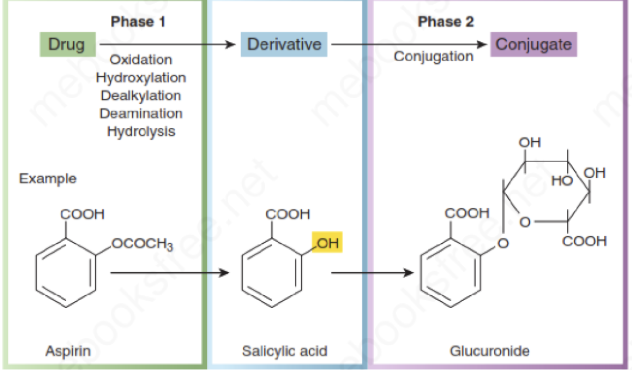 <ul><li><p>Produce highly water soluble metabolites&nbsp;&nbsp;</p></li></ul><ul><li><p><strong>Typically results in drug inactivation&nbsp;</strong></p></li></ul><ul><li><p><strong><mark data-color="#f0f804" style="background-color: rgb(240, 248, 4); color: inherit;">Conjugation with endogenous compounds</mark></strong><mark data-color="#f0f804" style="background-color: rgb(240, 248, 4); color: inherit;"> </mark>such as: glucuronic acid, glycine, sulfate, ethyl, acetyl groups.</p></li></ul><p></p>