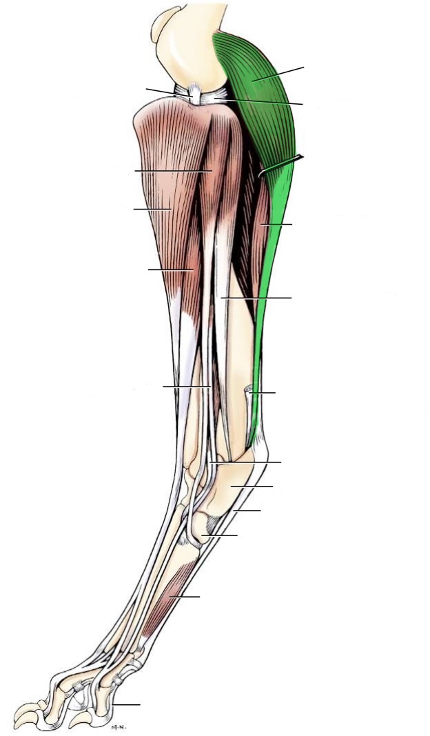 <p>action- extend tarsus, flex stifle</p><p>origin- medial &amp; lateral supracondylar tuberosties of the femur (distal)</p><p>insertion- tuber calcanei</p><p>innervation- tibial n</p>