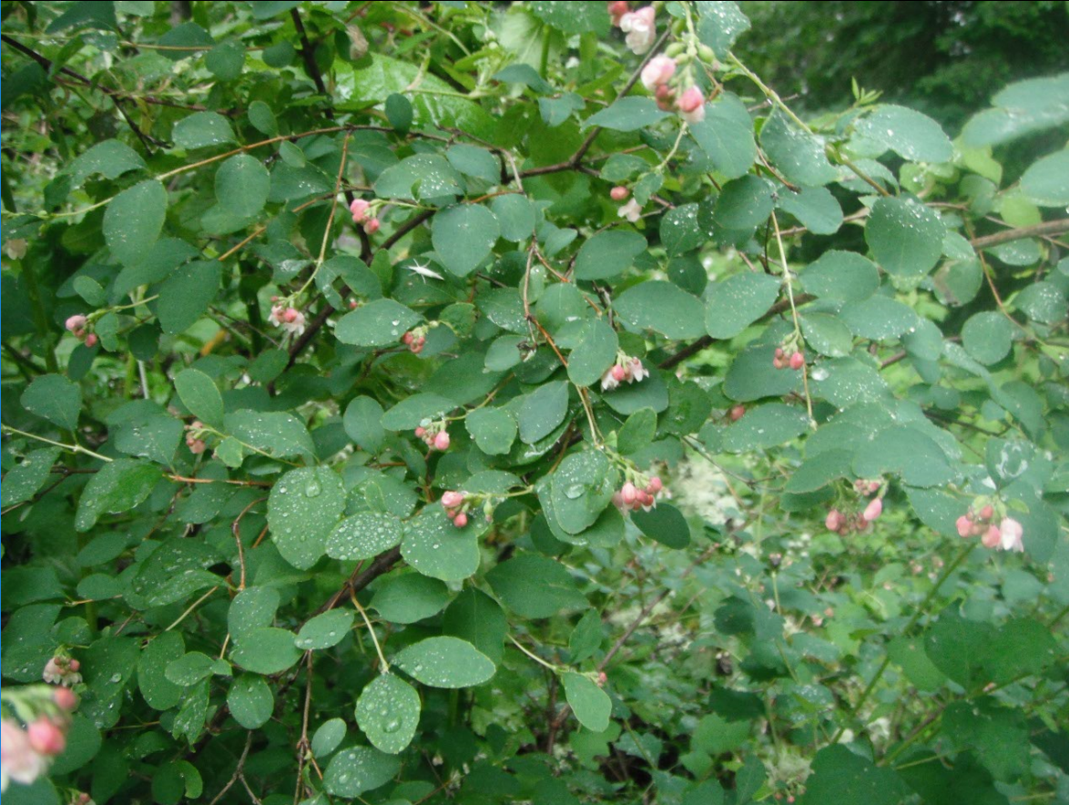 <p>Symphoricarpos albus</p>