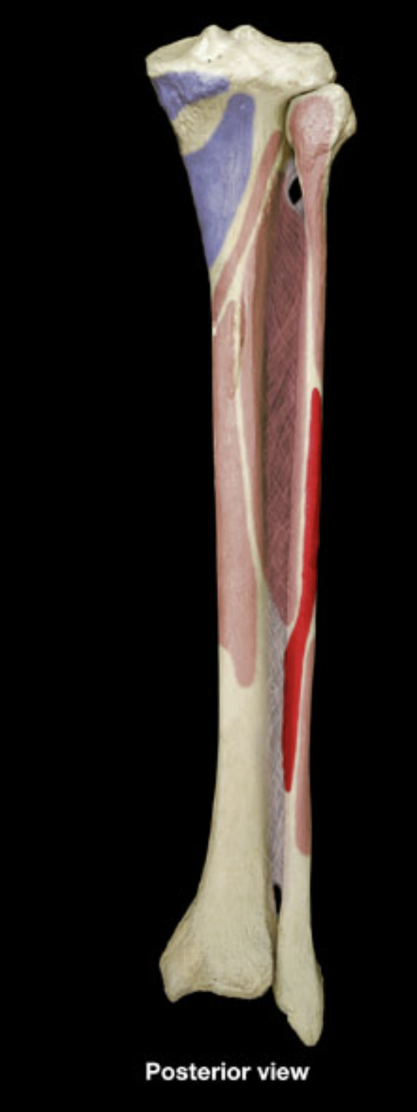 <p>flexor hallucis longus origin</p>