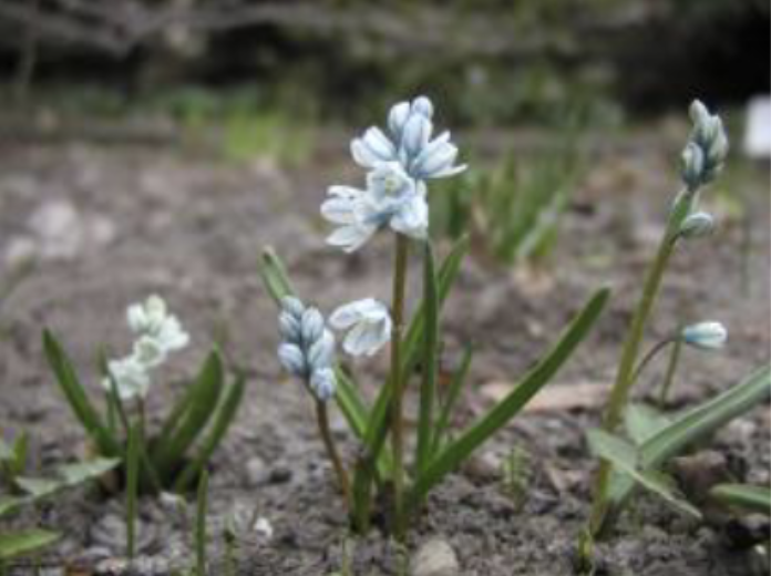 <p>2-3 basal leaves<br>pale blue perianth with darker stripes</p>