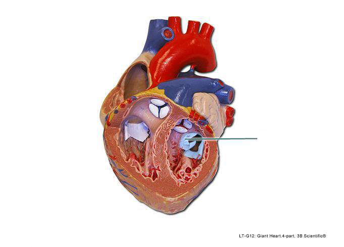 <p><span>Is the highlighted structure closed during atrial systole or during ventricular systole?</span></p>