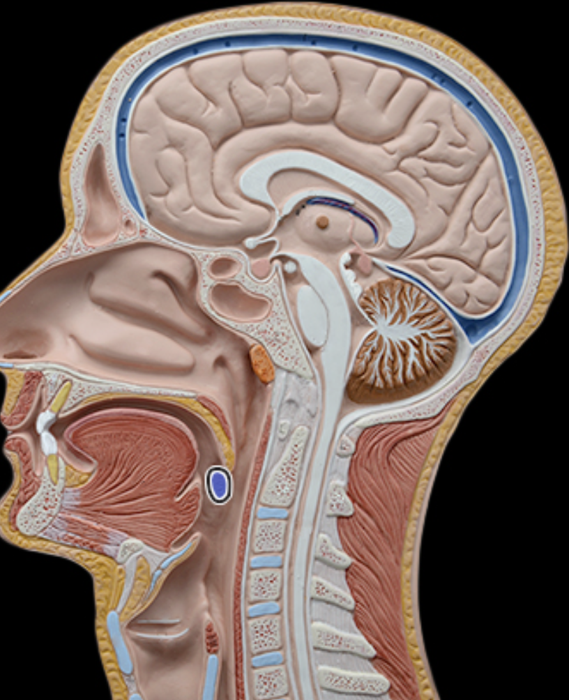 <p>Palatine tonsils </p>