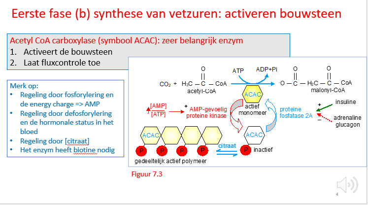 <ul><li><p>hoge insuline (gevoede fase) zal insuline een positieve invloed hebben op proteïnefoasfatase 2A, dat ACAC zal defosforyleren waardoor het actief wordt (want wwe willen ook vetzuren aanmaken).</p></li></ul><p></p><ul><li><p>ACAC kan inactief worden gemaakt door fosforylering wanneer AMP stijgt in de cel (dus wanneer er weinig ATP is).</p></li></ul><p>→ energy charge</p><p>ACAC zal dan inactief zijn door fosforylering, want dit is niet moment om vetzuren te maken.</p><p></p><ul><li><p>citraat heeft ook een invloed: citraat zet aan tot polymerisering van ACAC, dat polymeer is geddeltelijk actief</p></li></ul><p></p><ul><li><p>enzym heeft biotine nodig</p></li></ul><p></p>