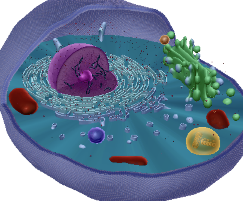 <p>The cytoplasm forms the inner contents of all cells, including animal cells. It contains all the contents between the nucleus and the plasma membrane.</p>