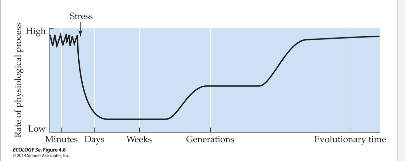 <p>the effect of stress</p>